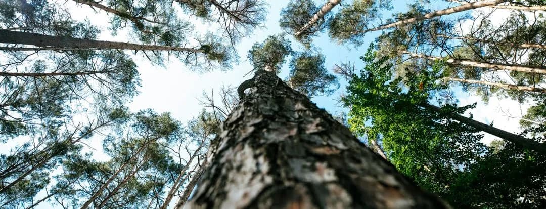 Natural forest landscape